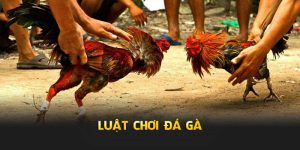 Luật Chơi Đá Gà - Phân Tích Quy Tắc Giúp Bạn Thắng Lớn