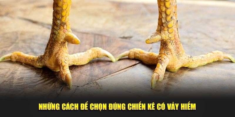 Những cách để chọn đúng chiến kê quý tại Win55