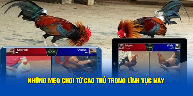 Những mẹo chơi từ cao thủ trong lĩnh vực này