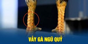 Vảy Gà Ngũ Quỷ – Giá Trị Cao Trong Giới Chơi Gà Chọi