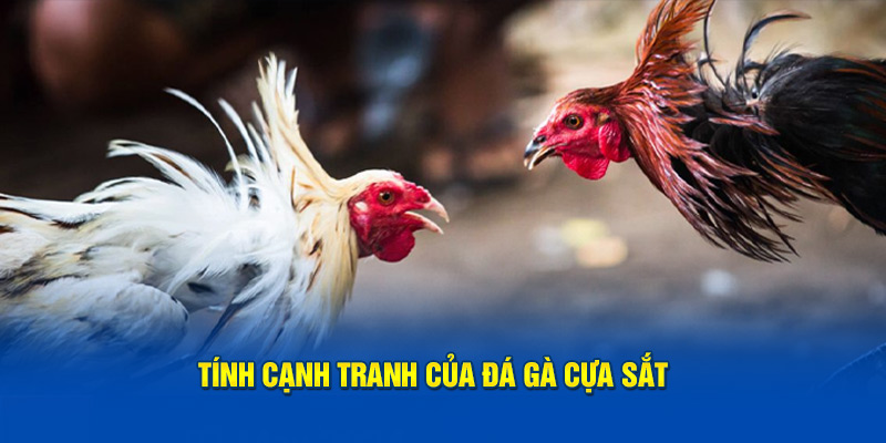 Tính cạnh tranh của đá gà cựa sắt